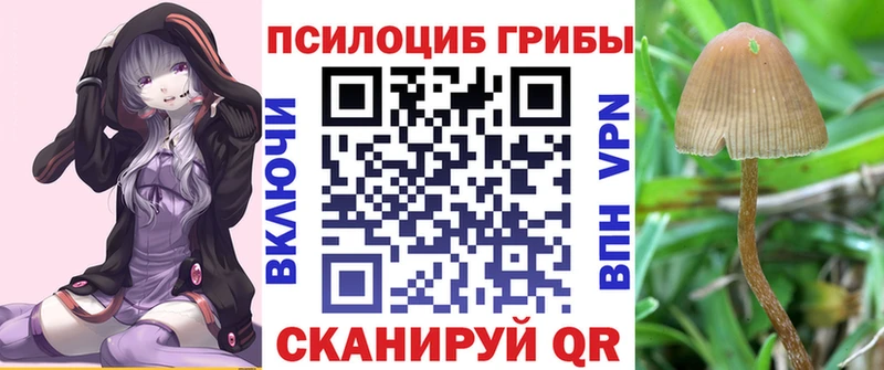 kraken ТОР  Ессентукская  Псилоцибиновые грибы GOLDEN TEACHER 